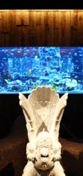 aquarium dining shinsaibashi lime_08.jpg